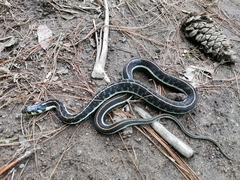 Thamnophis pulchrilatus