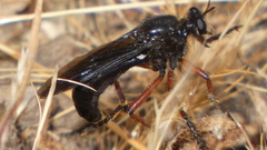 Dasypogon