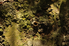 Nannotrigona perilampoides