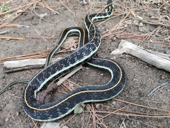 Thamnophis pulchrilatus