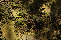 Nannotrigona perilampoides