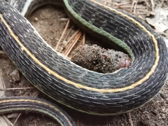 Thamnophis pulchrilatus