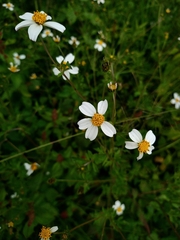 Bidens pilosa