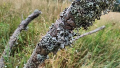 Pseudevernia furfuracea