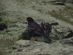 Pyrrhocorax graculus