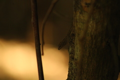 Urosaurus bicarinatus