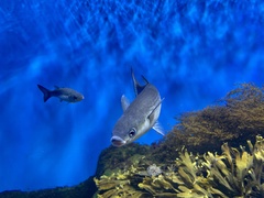 Chelon labrosus