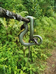 Thamnophis pulchrilatus