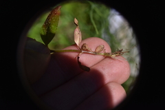 Epilobium lactiflorum