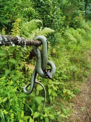 Thamnophis pulchrilatus