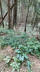 Hieracium murorum
