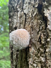 Fomitopsis mounceae