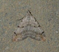 Aplocera