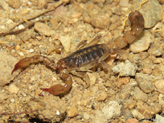 Bothriurus asper