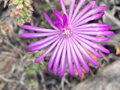 Drosanthemum intermedium