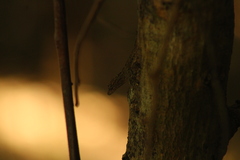 Urosaurus bicarinatus