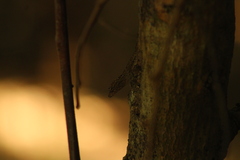 Urosaurus bicarinatus