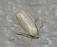 Antaeotricha albulella