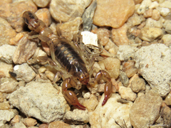 Bothriurus asper