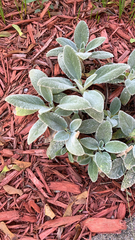 Stachys byzantina