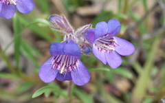 Penstemon gormanii