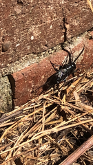 Gryllus pennsylvanicus