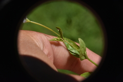 Epilobium lactiflorum