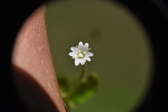 Epilobium lactiflorum