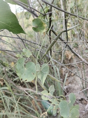 Cynanchum acutum