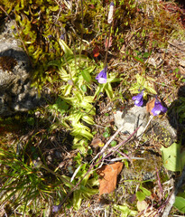 Pinguicula leptoceras