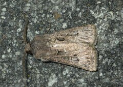 Agrotis bigramma