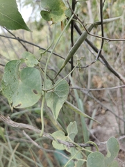 Cynanchum acutum