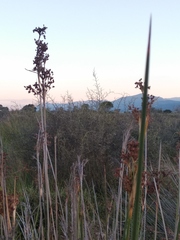 Juncus acutus