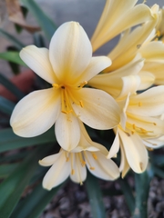 Clivia