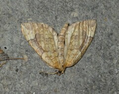 Eulithis populata