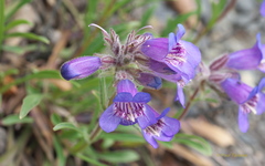 Penstemon gormanii