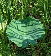 Nelumbo nucifera