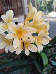 Clivia