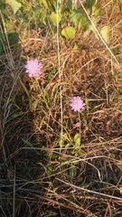Knautia