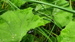 Liparus glabrirostris