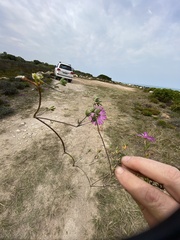 Drosanthemum intermedium