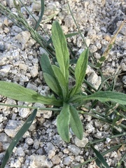 Erigeron