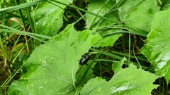 Liparus glabrirostris