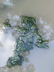 Cyanobacteria