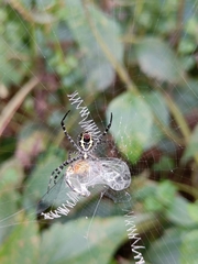 Argiope aemula