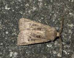 Agrotis bigramma
