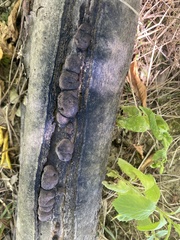 Daldinia childiae