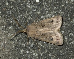 Agrotis bigramma