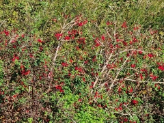 Fuchsia magellanica