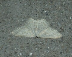 Scopula incanata